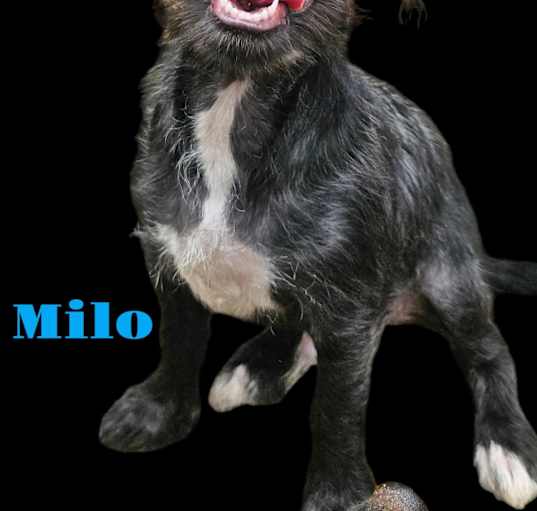 Photo of Milo