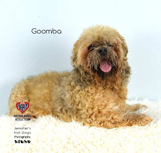 Photo of Goomba