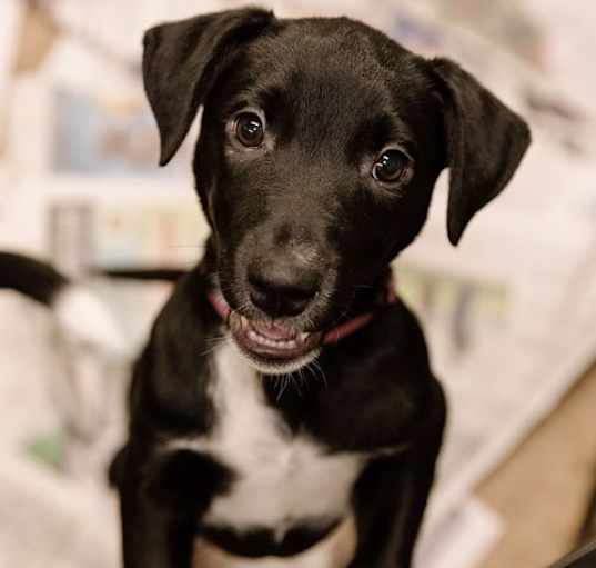 Photo of Brooklyn puppy