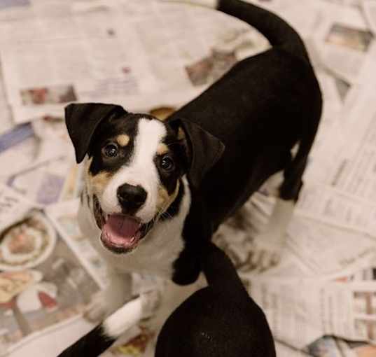 Photo of Boston puppy