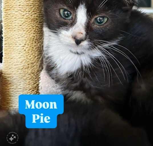 Photo of Moon Pie