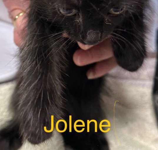 Photo of Jolene