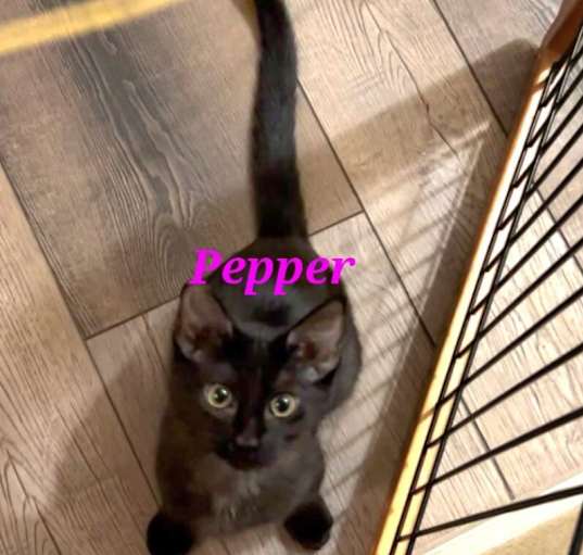 Photo of Pepper