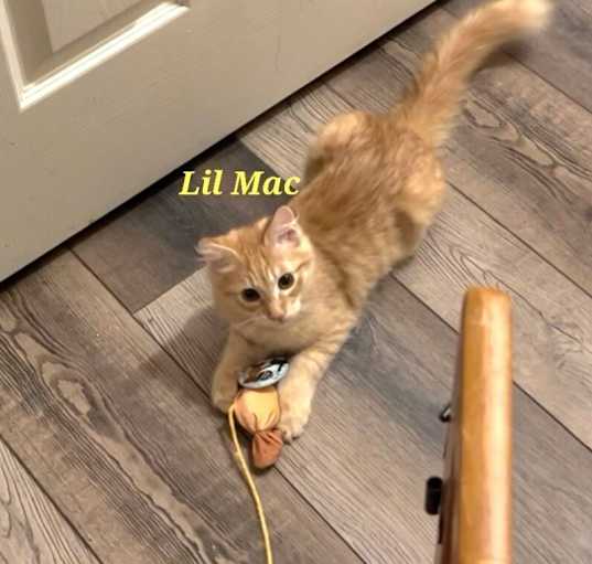 Photo of Lil Mac