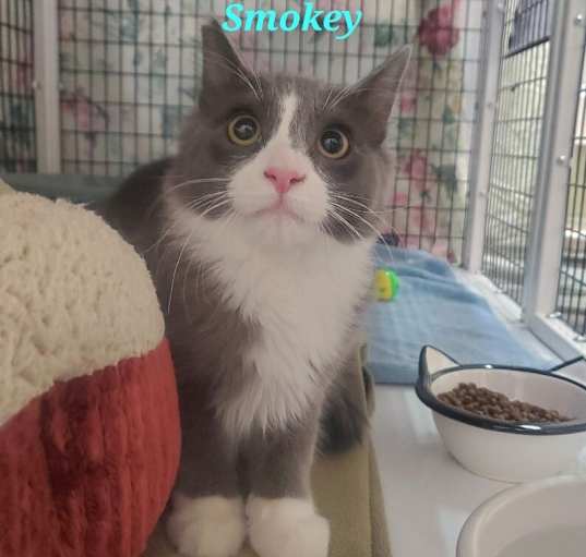 Photo of Smokey