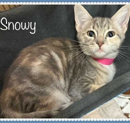 Photo of SNOWY