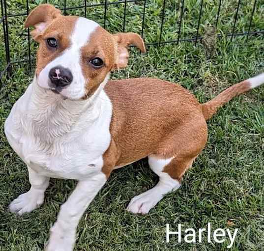 Photo of Harley