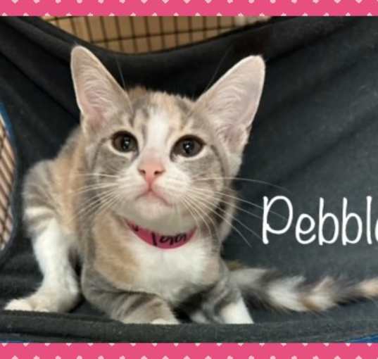 Photo of PEBBLES