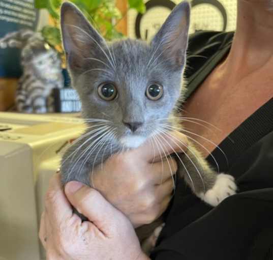 Photo of Sawyer (Merritt Island Adoption Center)