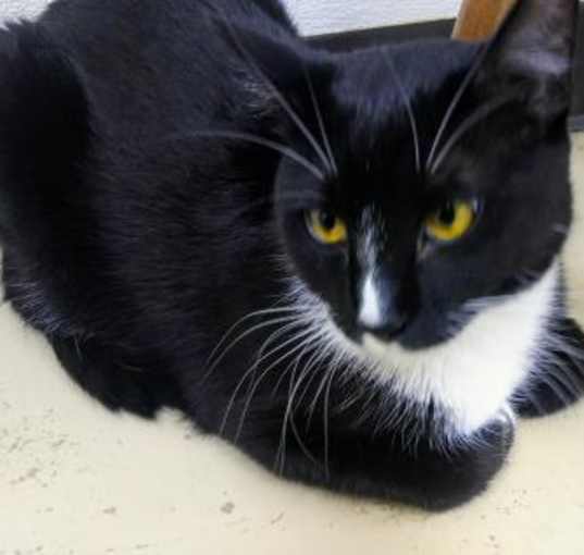 Photo of Frank (Merritt Island Adoption Center)