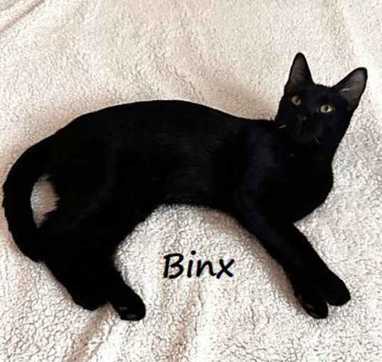 Photo of Binx #Hocus-Pocus-crew