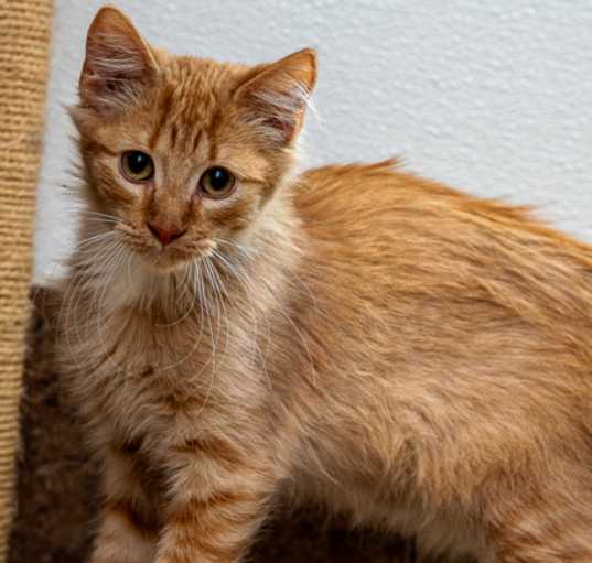 Photo of Marmalade