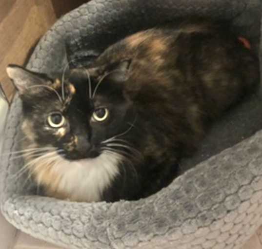 Photo of Penelope (long fur)