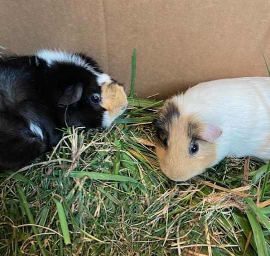 Photo of Velma and Daphne