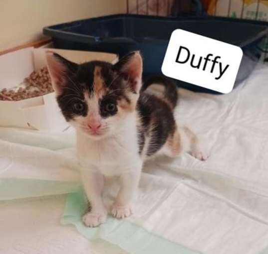 Photo of Duffy