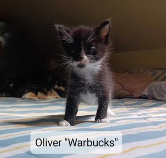 Photo of Oliver Warbucks