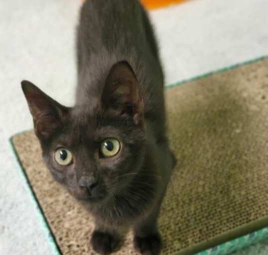 Photo of Scarlet (Merritt Island Adoption Center)