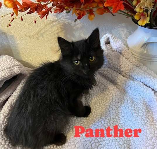 Photo of Panther