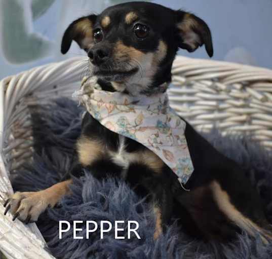 Photo of Pepper