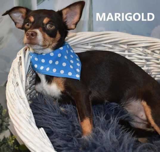 Photo of Marigold