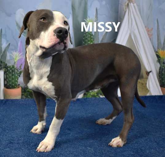 Photo of Missy