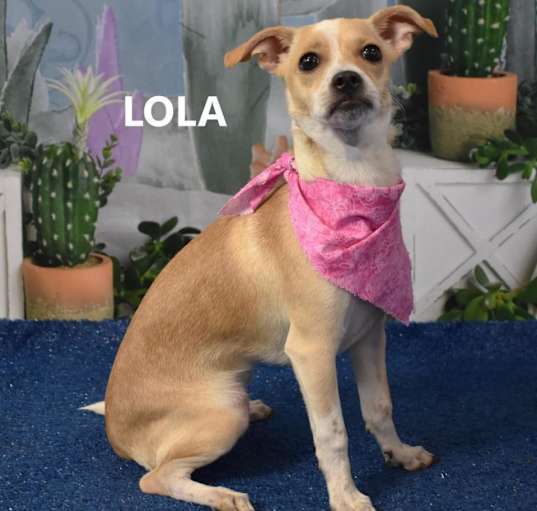 Photo of Lola