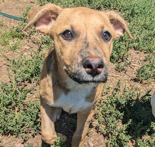 Photo of Winston - Lovable Puppy! Great with Everyone! $75 adoption fee!