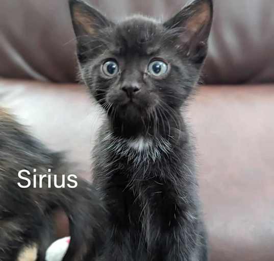 Photo of Sirius