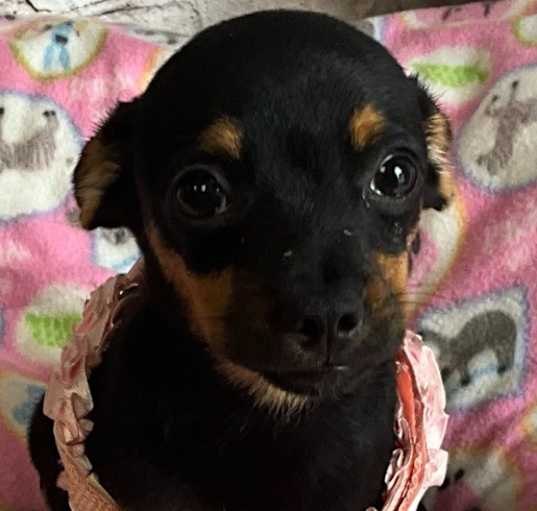 Photo of Carmelina-Little chi pup!