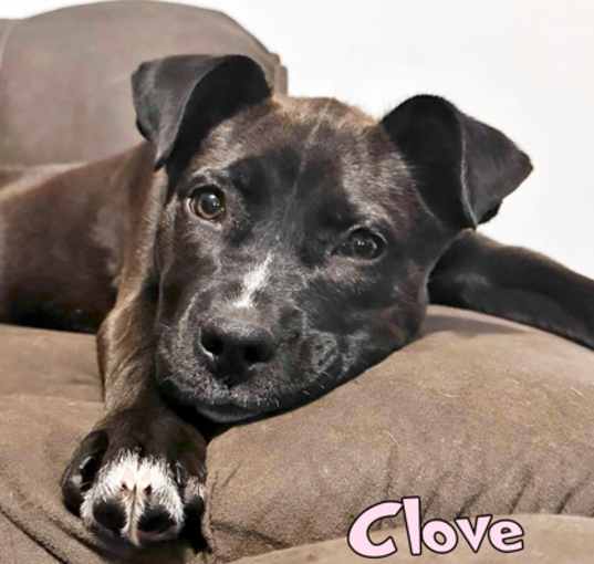 Photo of Clove