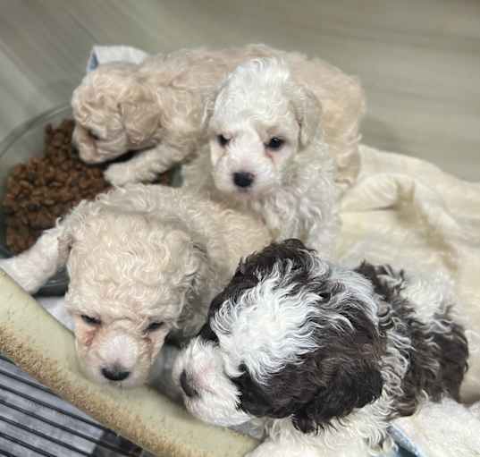 Photo of 2 poodle pups