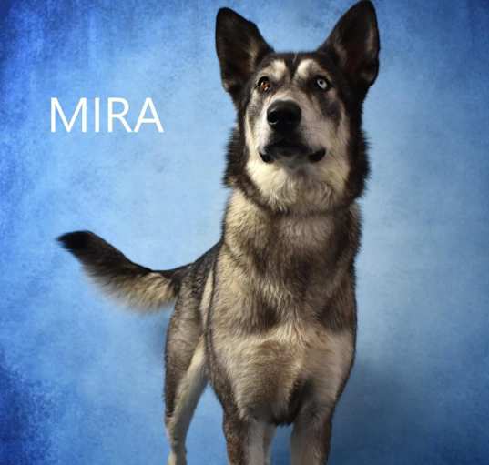 Photo of Mira