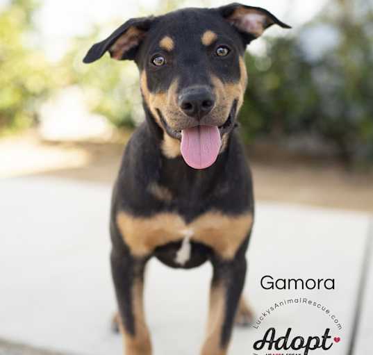 Photo of Gamora