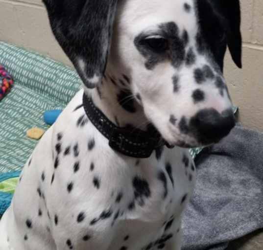 Photo of Pongo