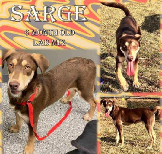 Photo of Sarge