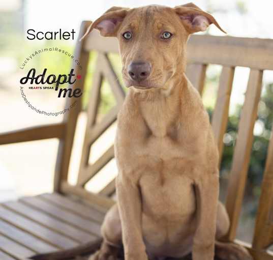 Photo of Scarlet