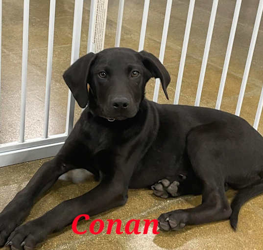 Photo of Conan