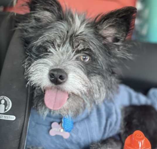 Photo of Frankie