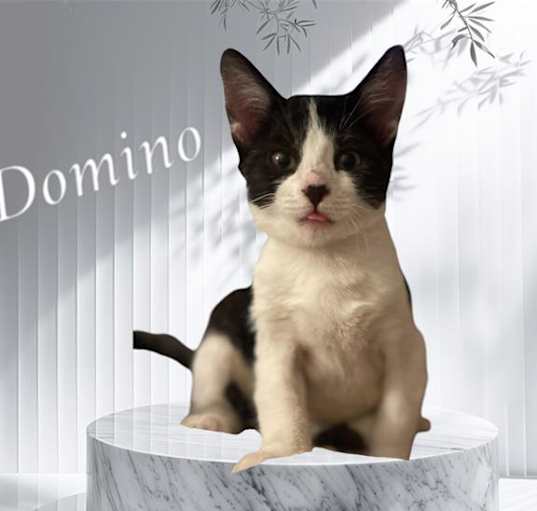 Photo of DOMINO