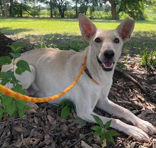 Photo of Ginger Snap