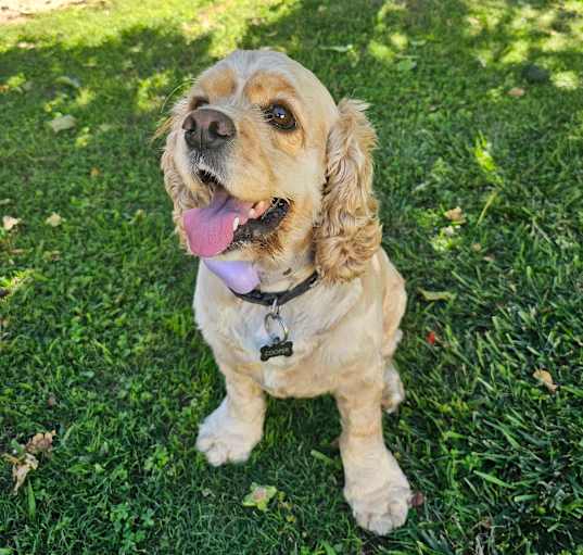 Photo of Cooper