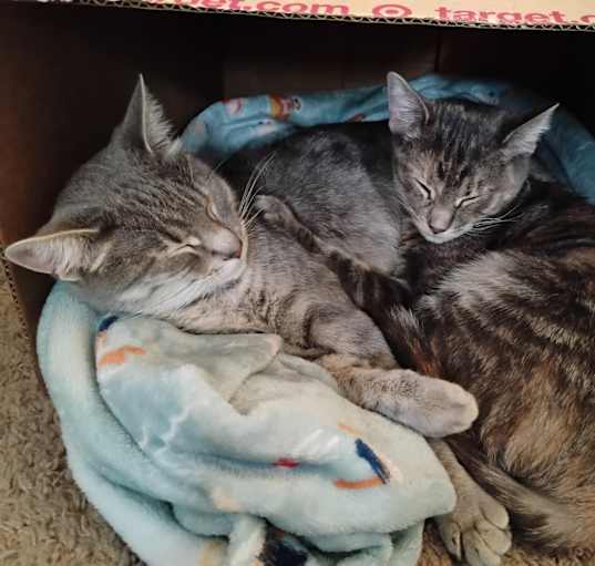 Photo of Fluffer & Mottle (Bonded pair)