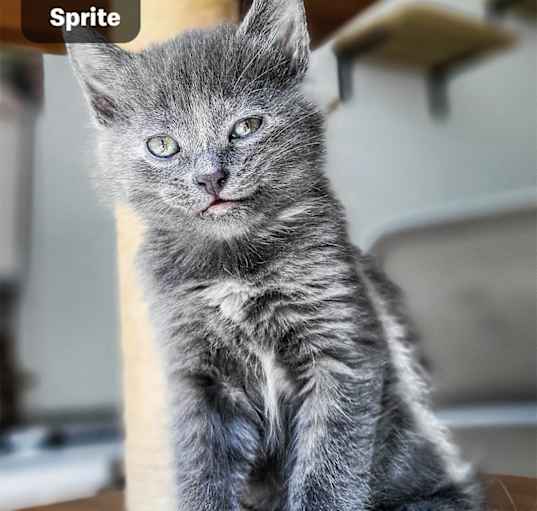 Photo of Sprite