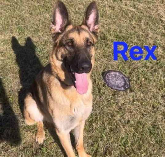 Photo of Rex