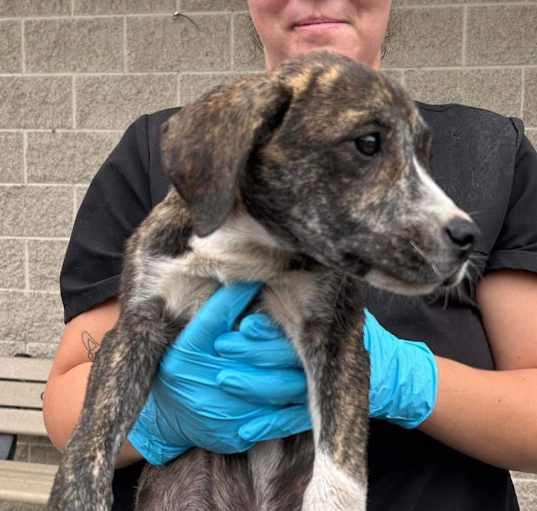 Photo of Mastiff mix puppies