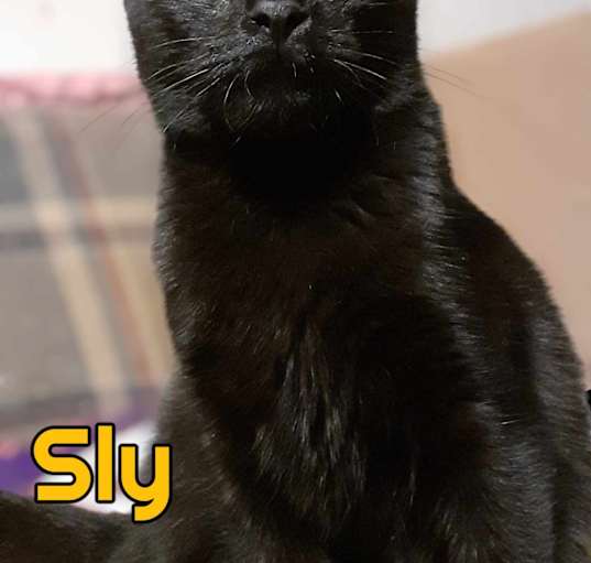 Photo of Sly