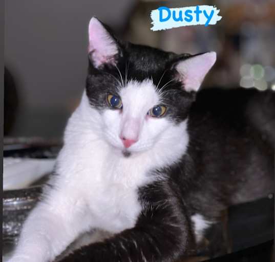 Photo of Dusty