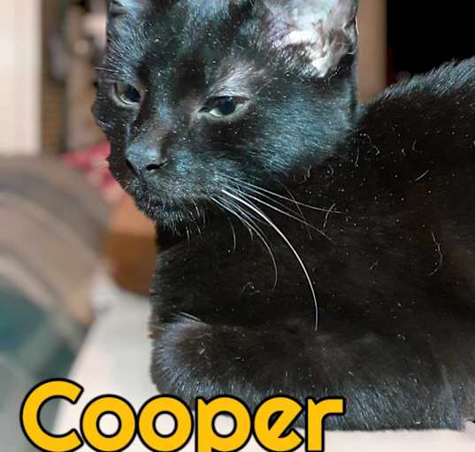 Photo of Cooper