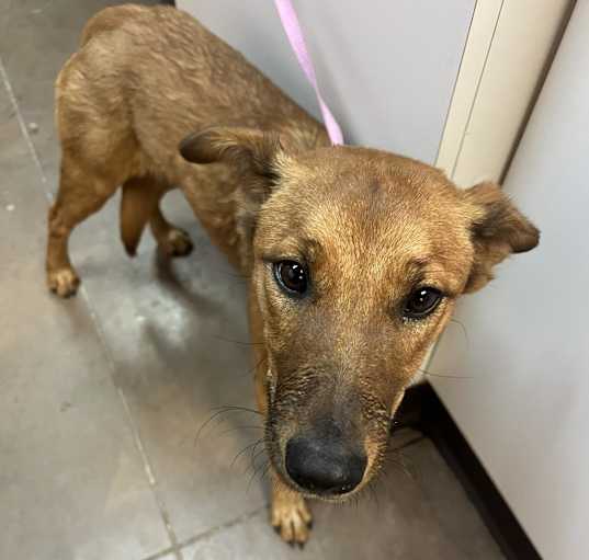 Photo of Cookie- sweet girl, loves treats and dogs!