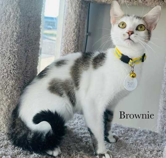 Photo of Brownie